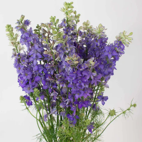 Build Your Own Line Flower Box (5 bunch minimum) - Image 16