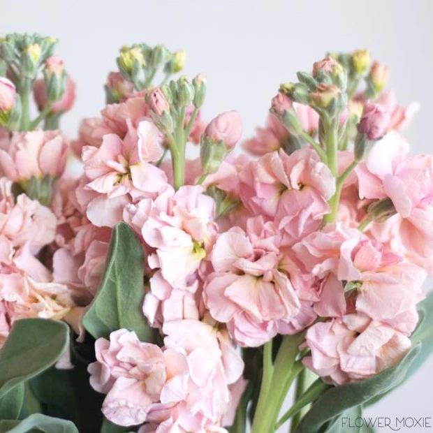 Build Your Own Line Flower Box (5 bunch minimum) - Image 2