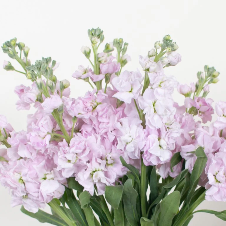 Build Your Own Line Flower Box (5 bunch minimum) - Image 4