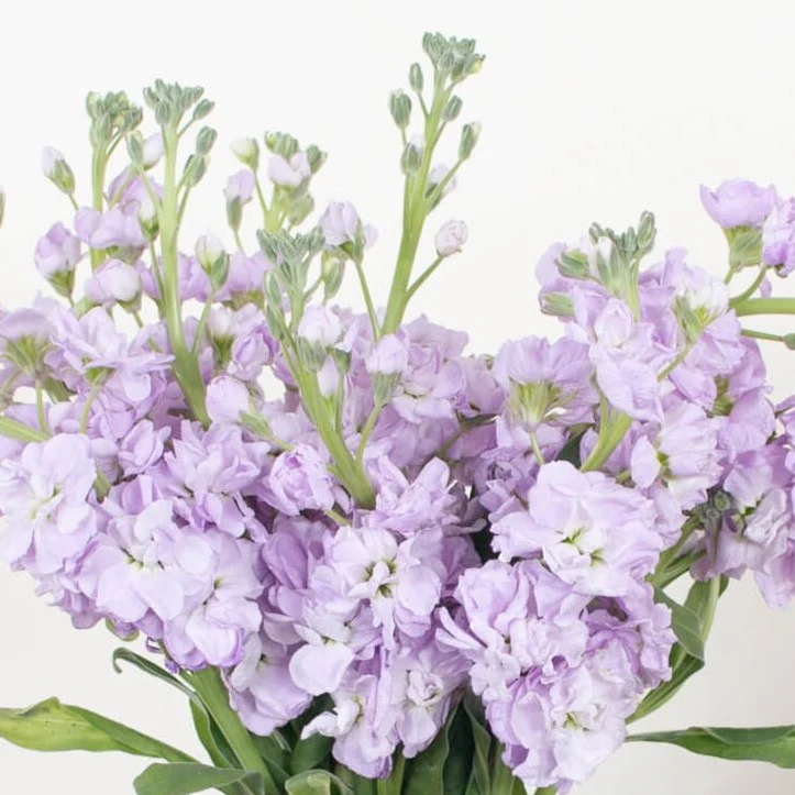 Build Your Own Line Flower Box (5 bunch minimum) - Image 6