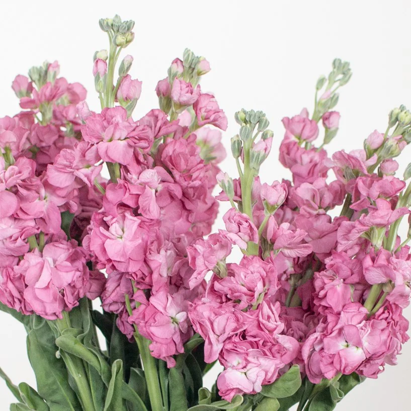 Build Your Own Line Flower Box (5 bunch minimum) - Image 7