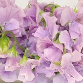 Build Your Own Sweet Pea Box (4 bunch minimum) - Image 2