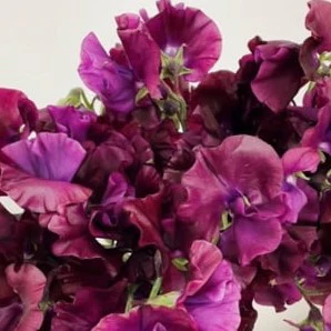 Build Your Own Sweet Pea Box (4 bunch minimum) - Image 6