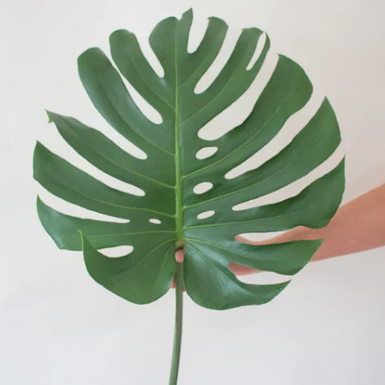 Build Your Own Tropical Box (10 bunch minimum)