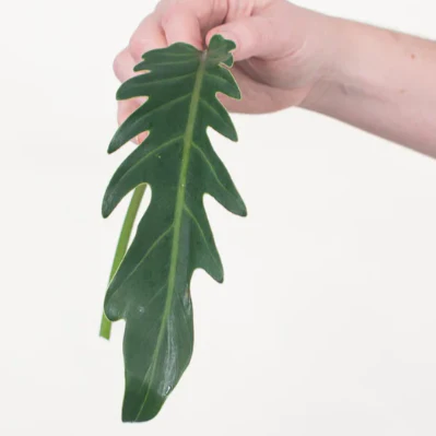 Build Your Own Tropical Box (10 bunch minimum) - Image 12