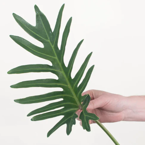 Build Your Own Tropical Box (10 bunch minimum) - Image 16