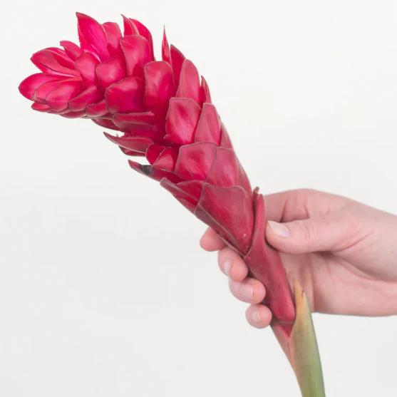 Build Your Own Tropical Box (10 bunch minimum) - Image 19