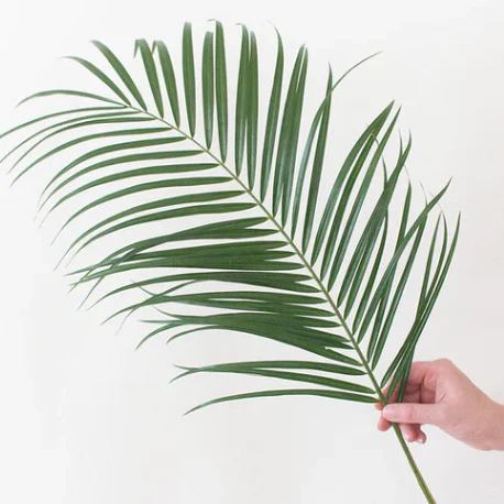 Build Your Own Tropical Box (10 bunch minimum) - Image 2