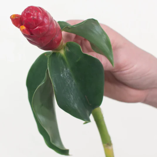 Build Your Own Tropical Box (10 bunch minimum) - Image 23