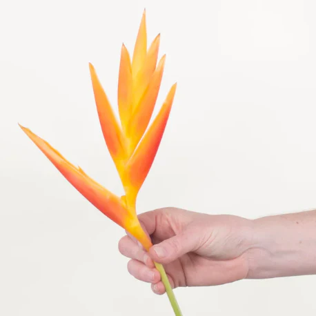 Build Your Own Tropical Box (10 bunch minimum) - Image 24