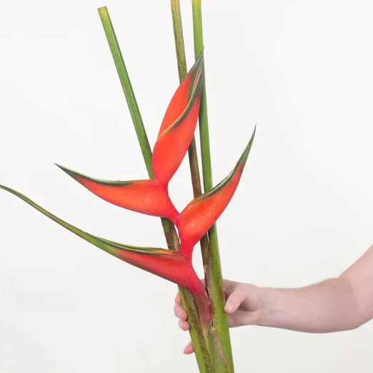 Build Your Own Tropical Box (10 bunch minimum) - Image 25