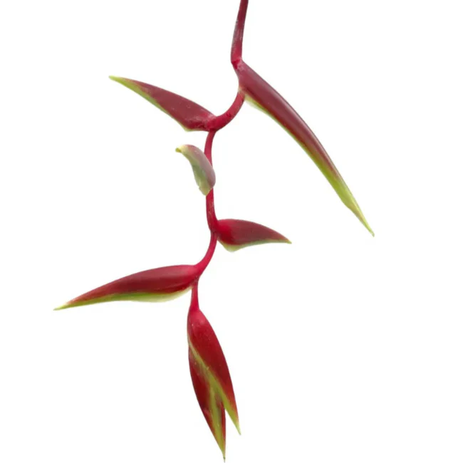 Build Your Own Tropical Box (10 bunch minimum) - Image 26