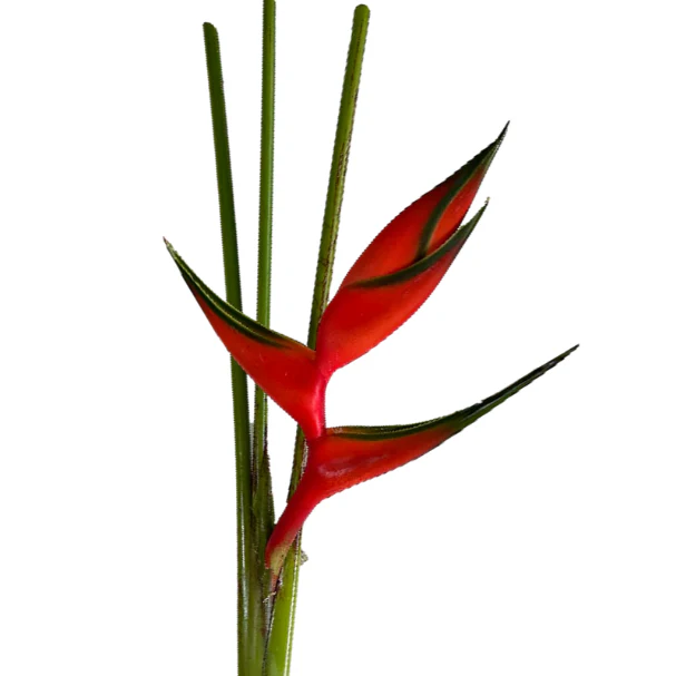 Build Your Own Tropical Box (10 bunch minimum) - Image 27