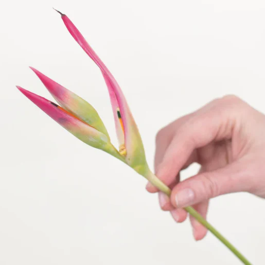 Build Your Own Tropical Box (10 bunch minimum) - Image 28