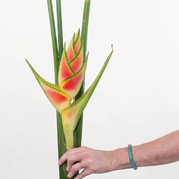 Build Your Own Tropical Box (10 bunch minimum) - Image 29