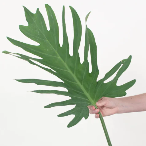 Build Your Own Tropical Box (10 bunch minimum) - Image 5