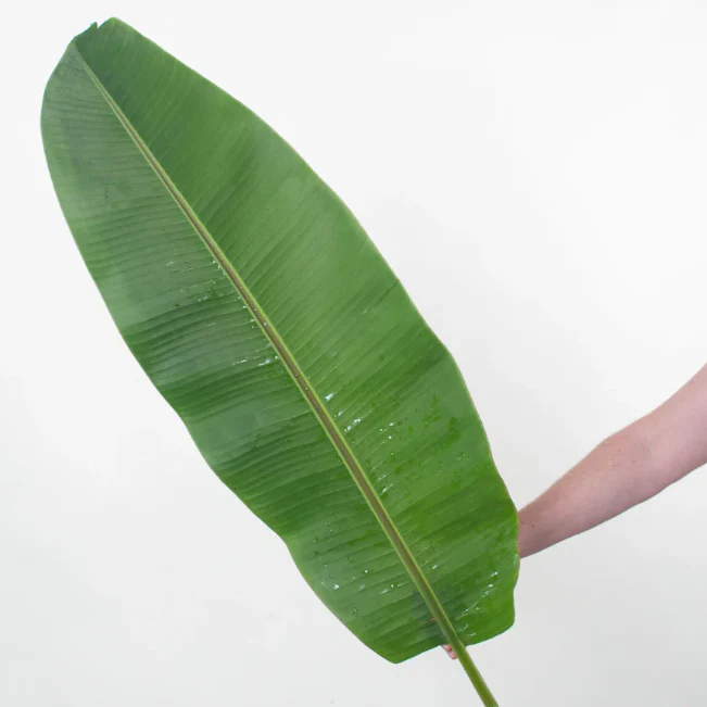 Build Your Own Tropical Box (10 bunch minimum) - Image 6