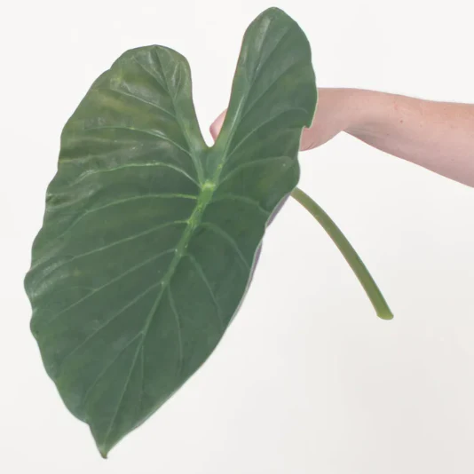 Build Your Own Tropical Box (10 bunch minimum) - Image 7