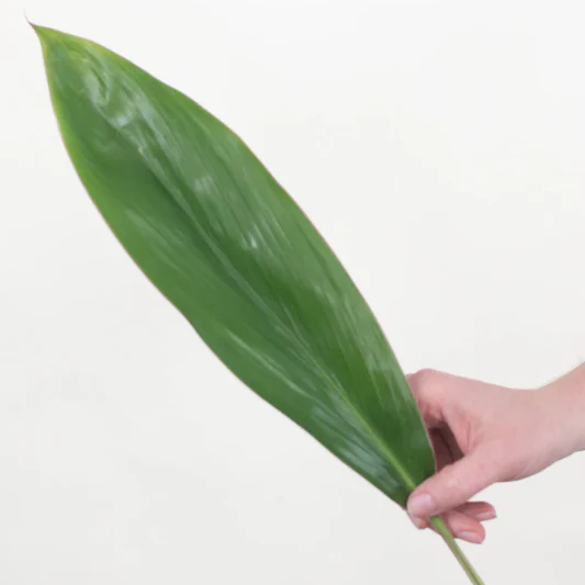 Build Your Own Tropical Box (10 bunch minimum) - Image 9