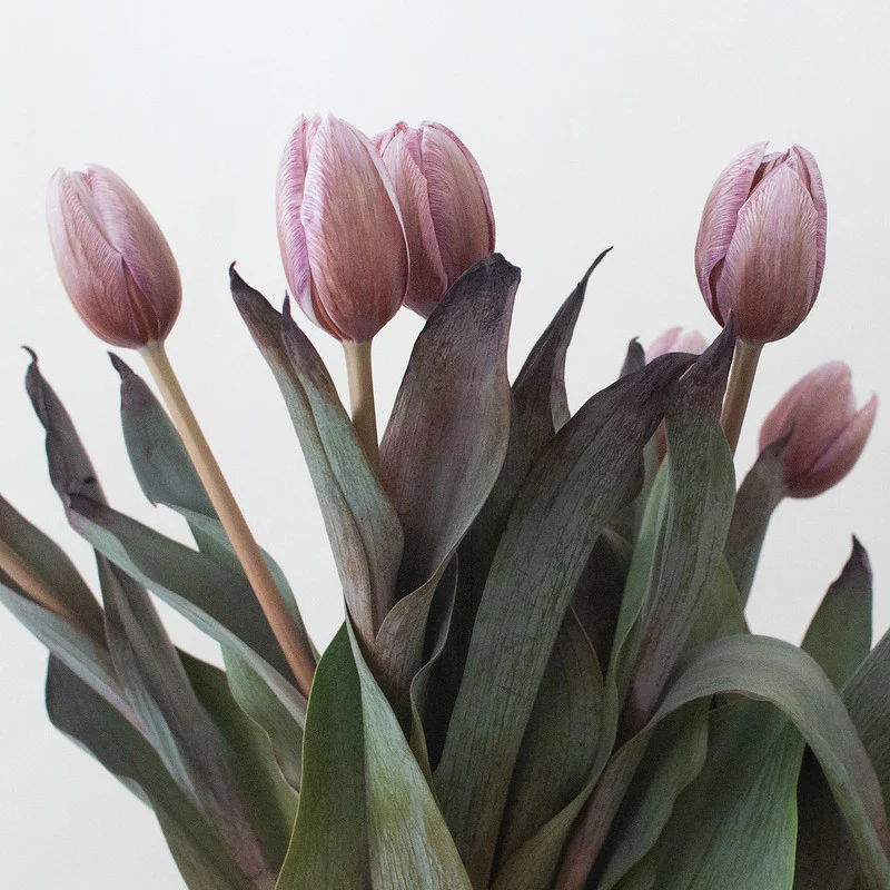 Build Your Own Tulip Box (5 bunch minimum)