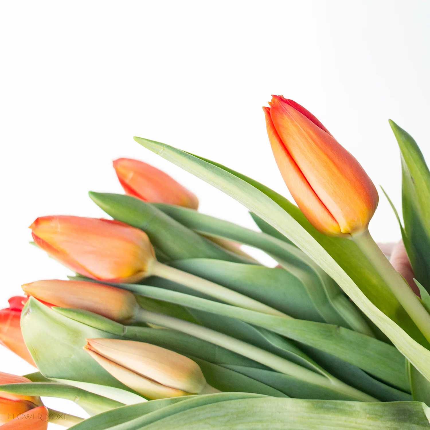 Build Your Own Tulip Box (5 bunch minimum) - Image 2