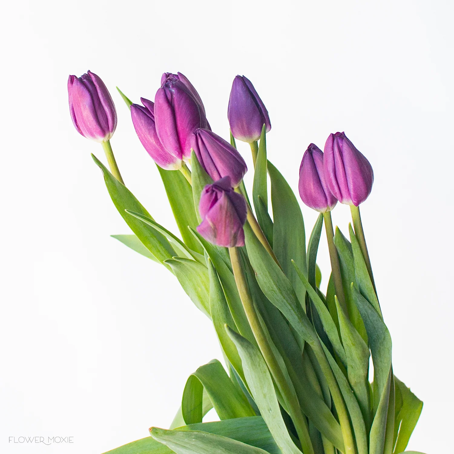 Build Your Own Tulip Box (5 bunch minimum) - Image 3