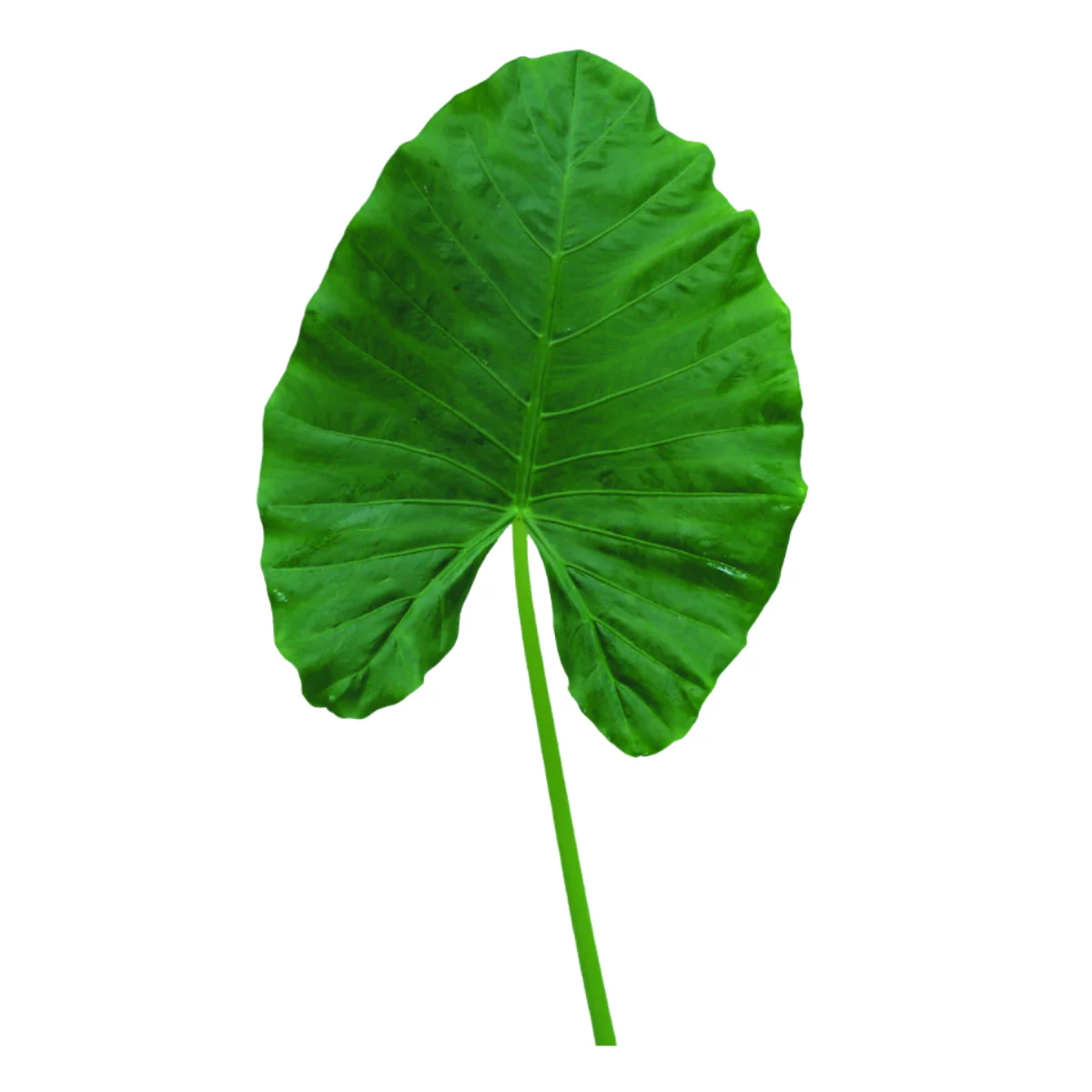 Alocasia Greenery - Image 5