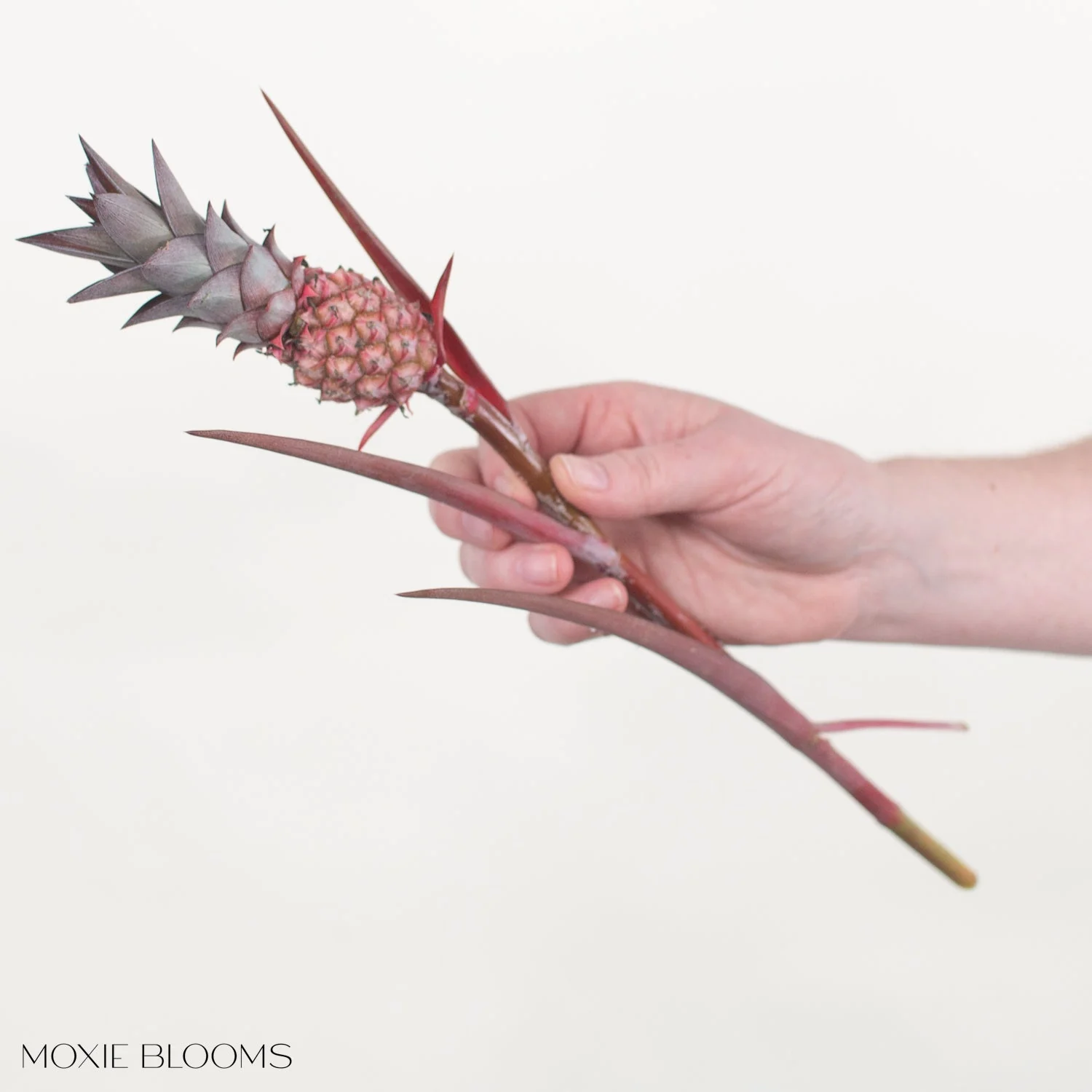 Anana Pineapples - Image 3