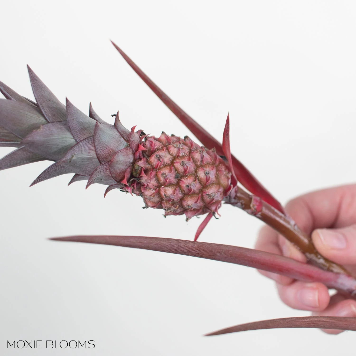 Anana Pineapples - Image 4