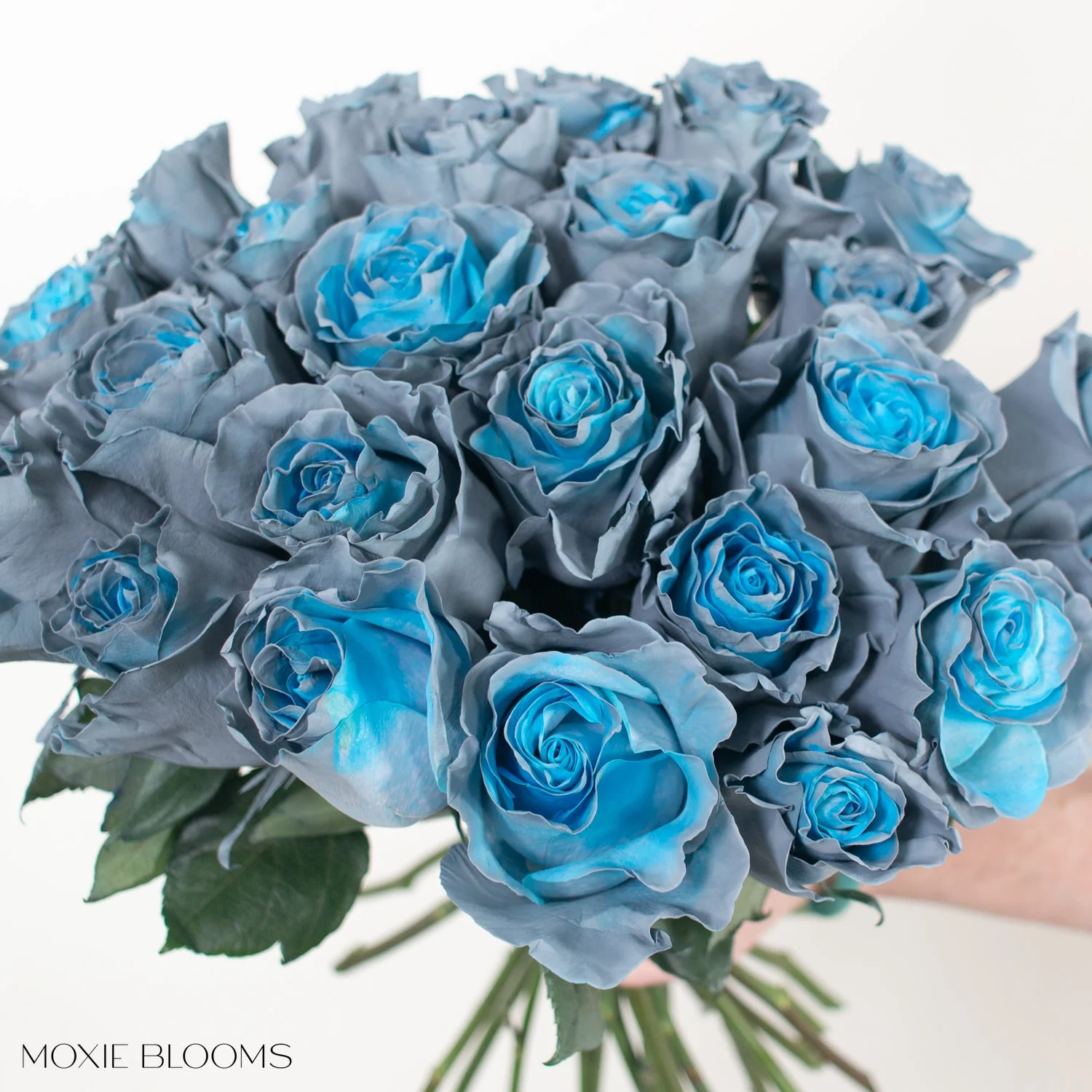 Aquamarine Novelty Rose - Image 3