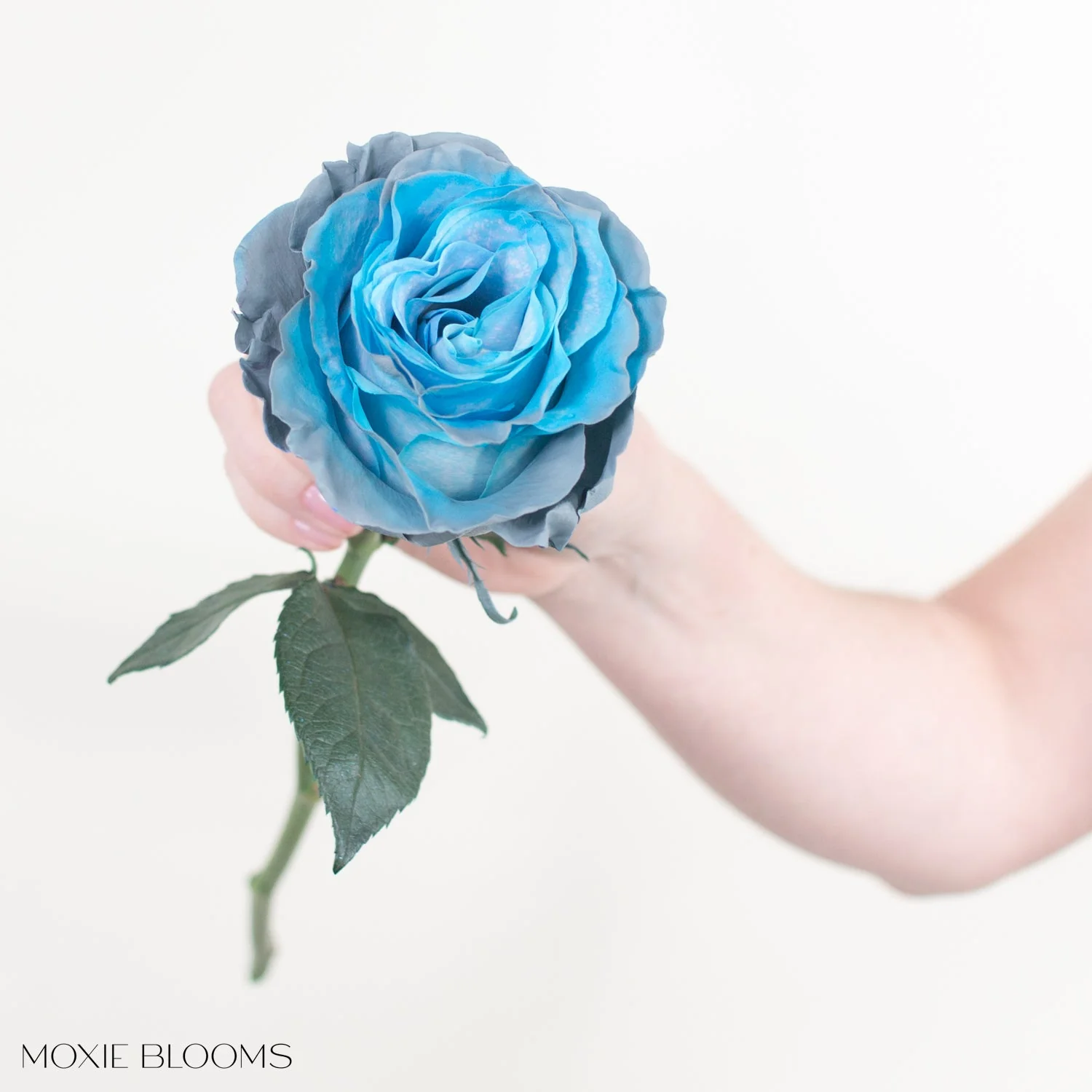 Aquamarine Novelty Rose - Image 5