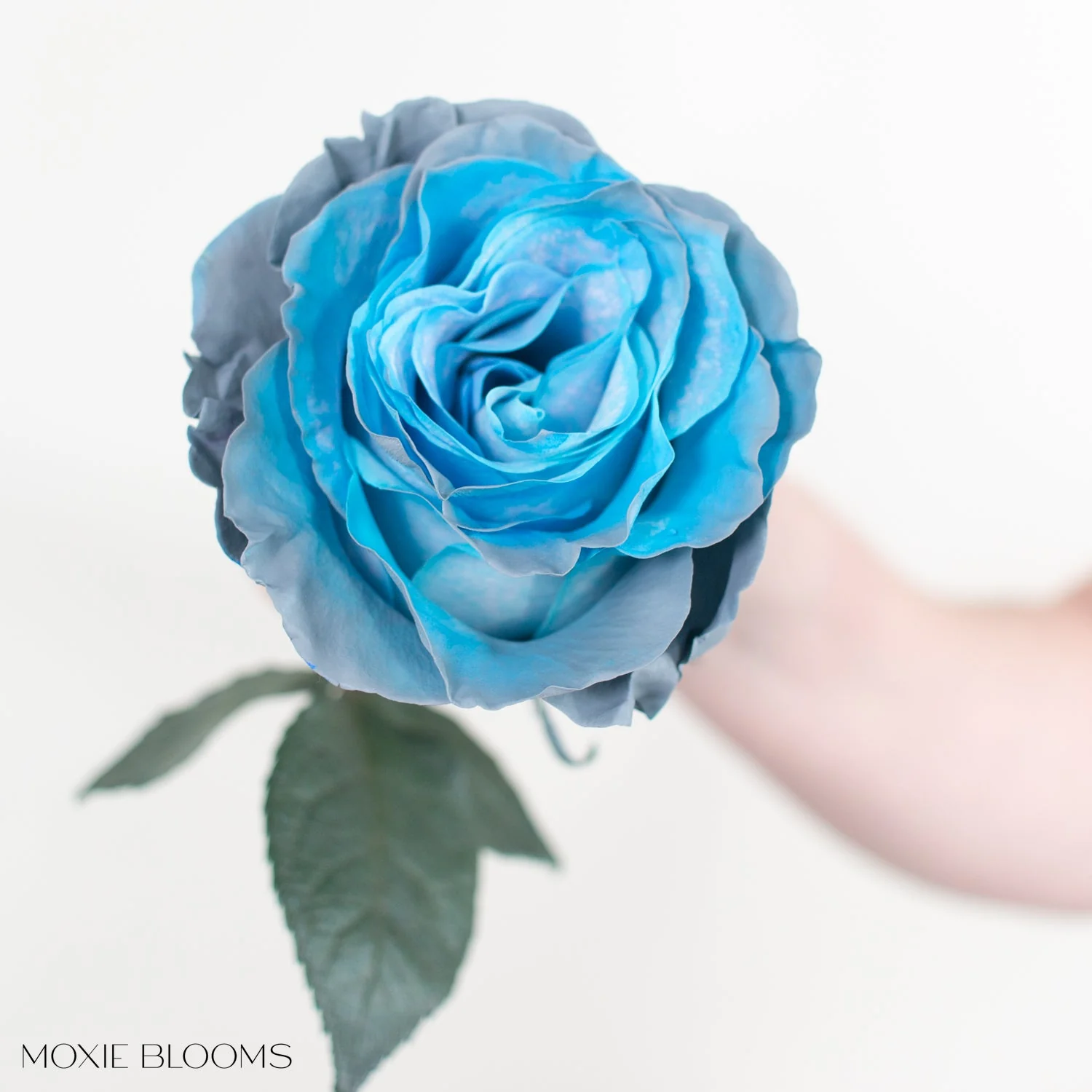 Aquamarine Novelty Rose - Image 6