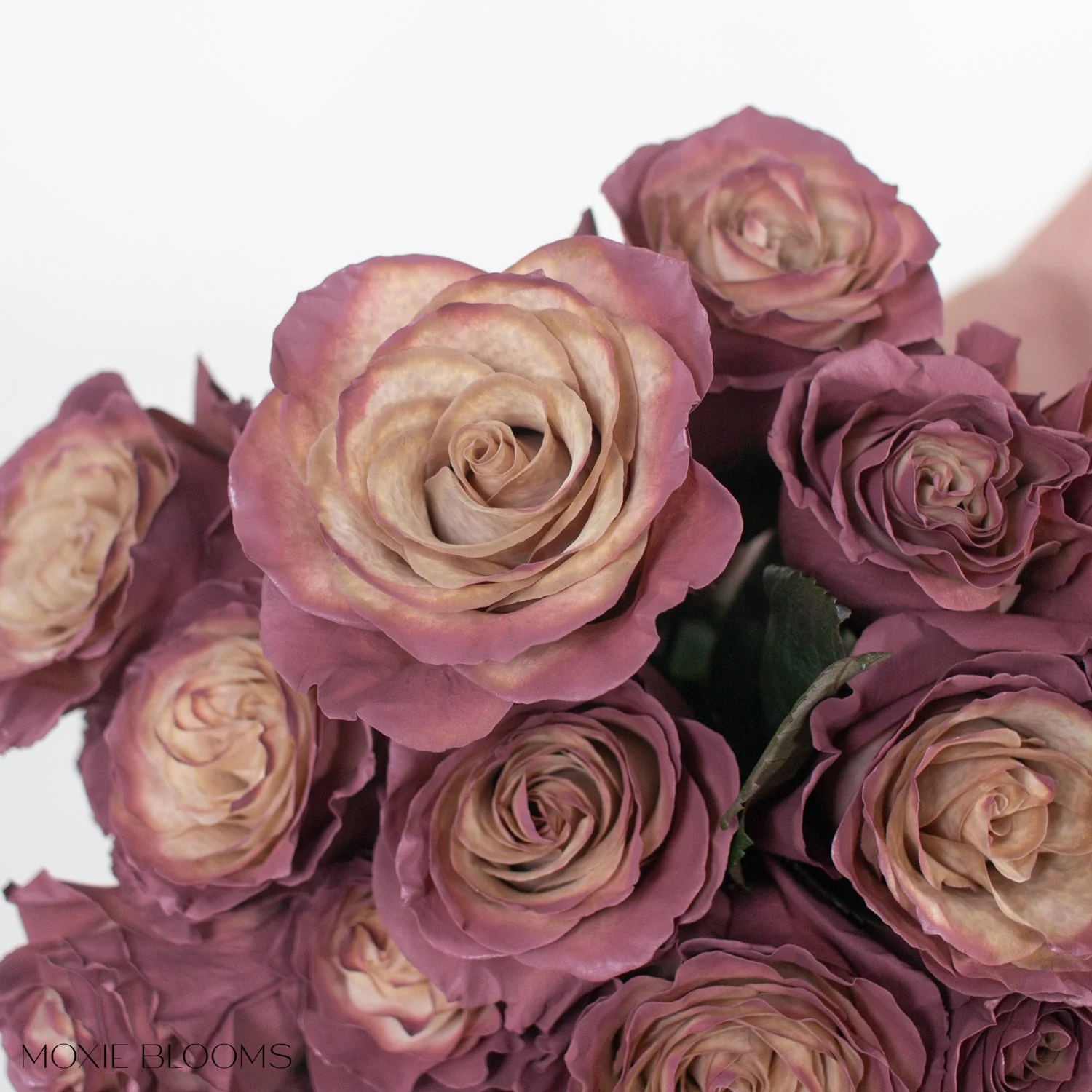 Antique Berry Novelty Rose - Image 6