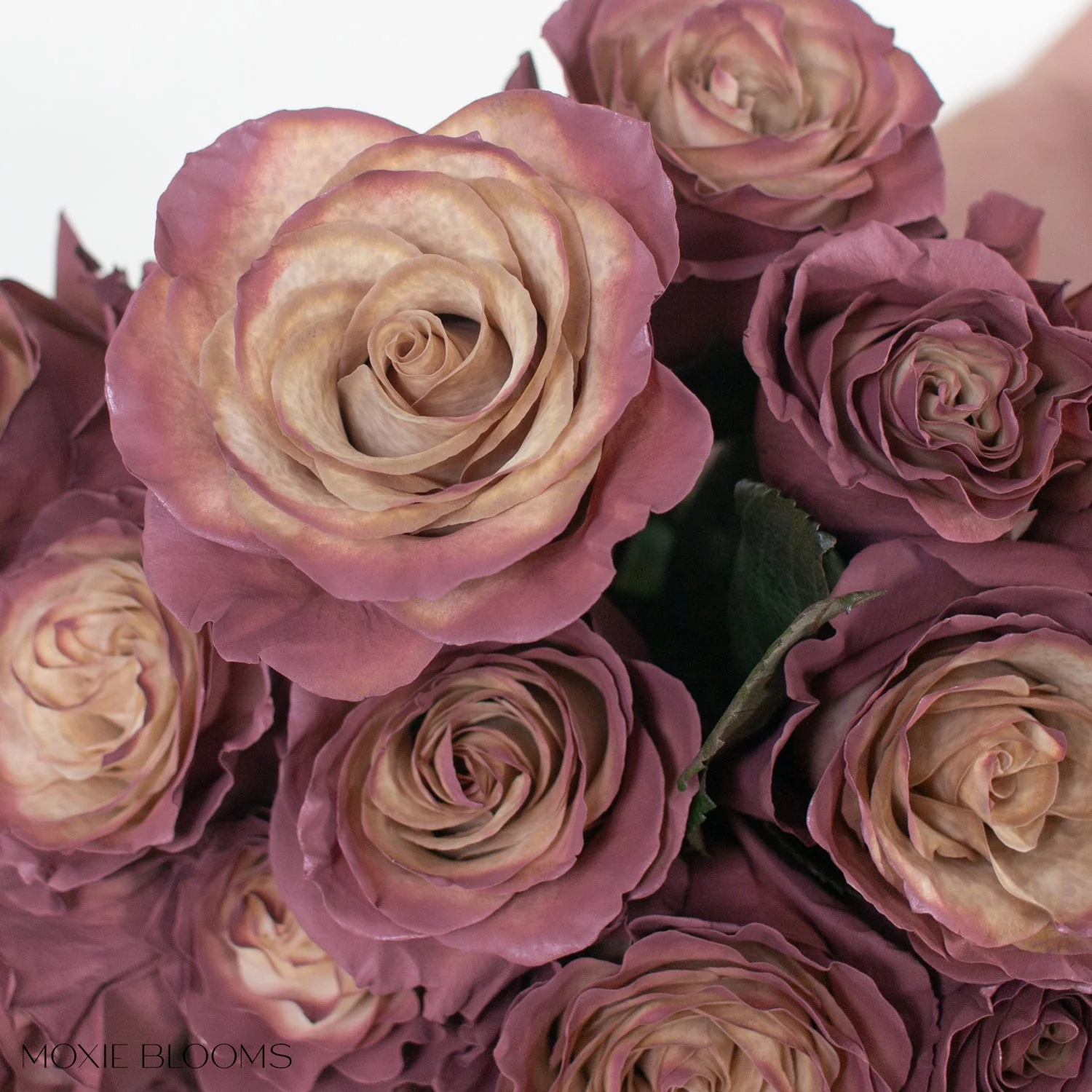 Antique Berry Novelty Rose - Image 7