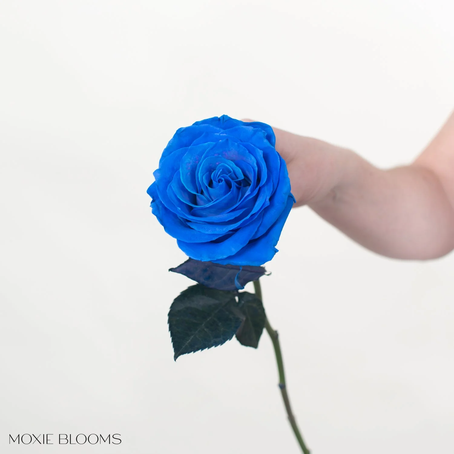 Sapphire Blue Novelty Rose - Image 4