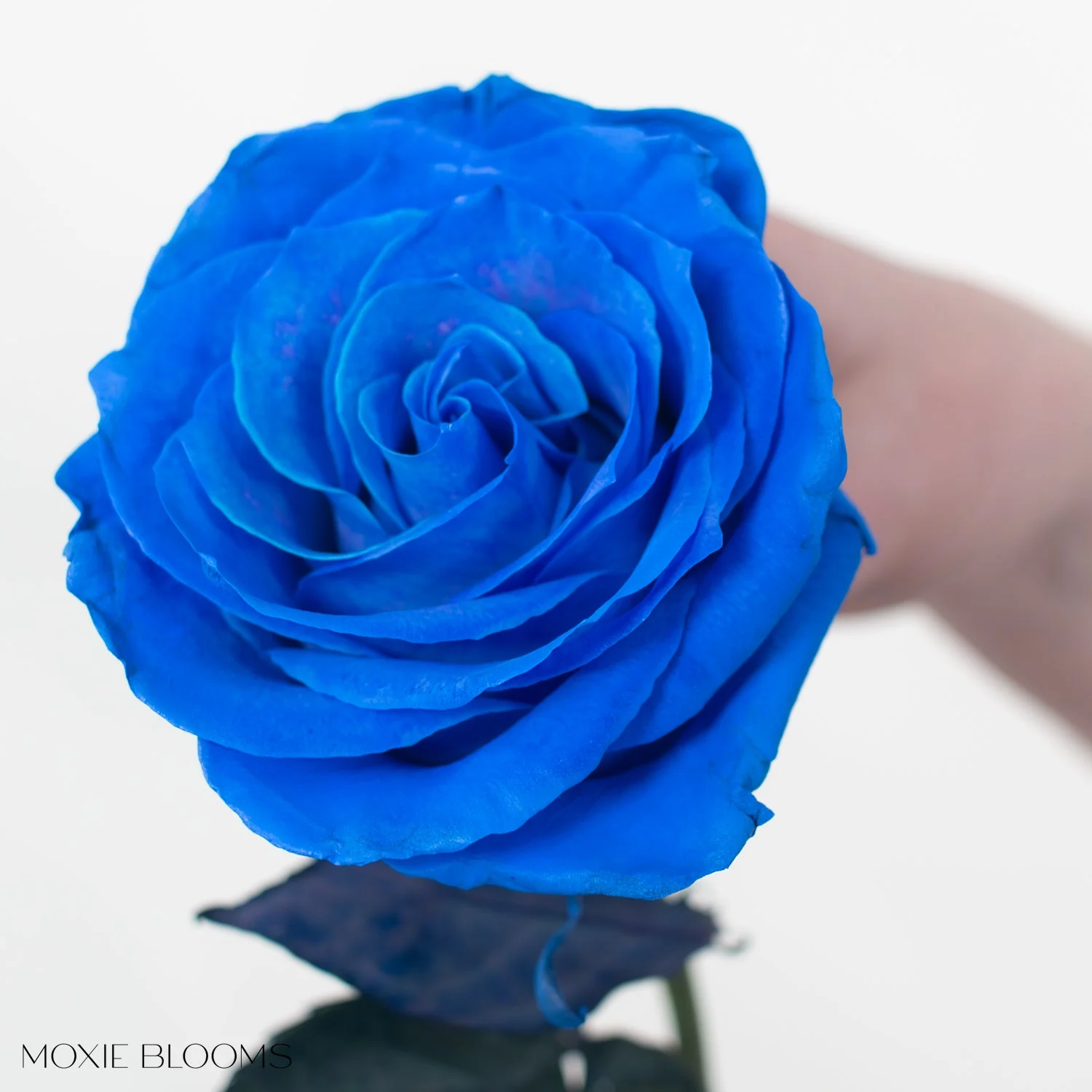Sapphire Blue Novelty Rose - Image 5