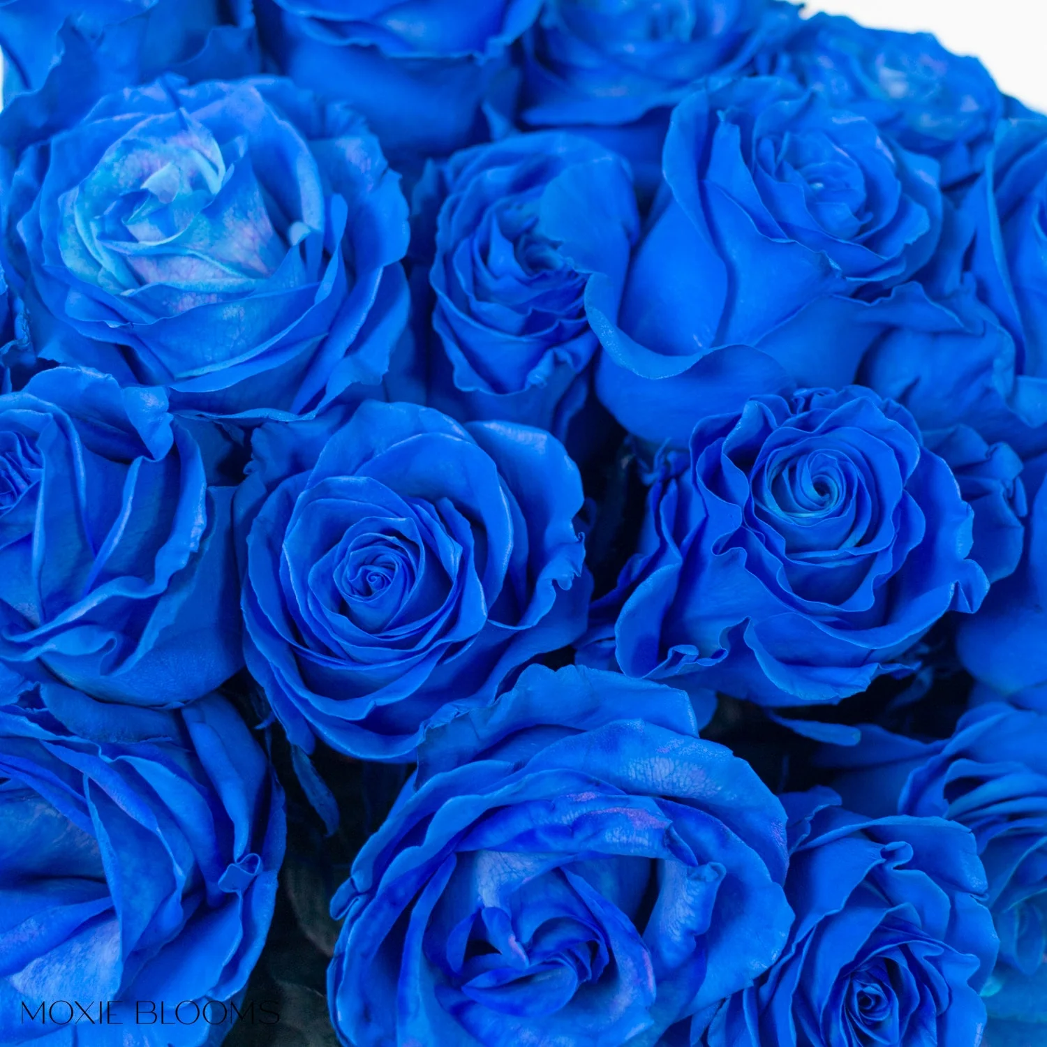 Sapphire Blue Novelty Rose - Image 6