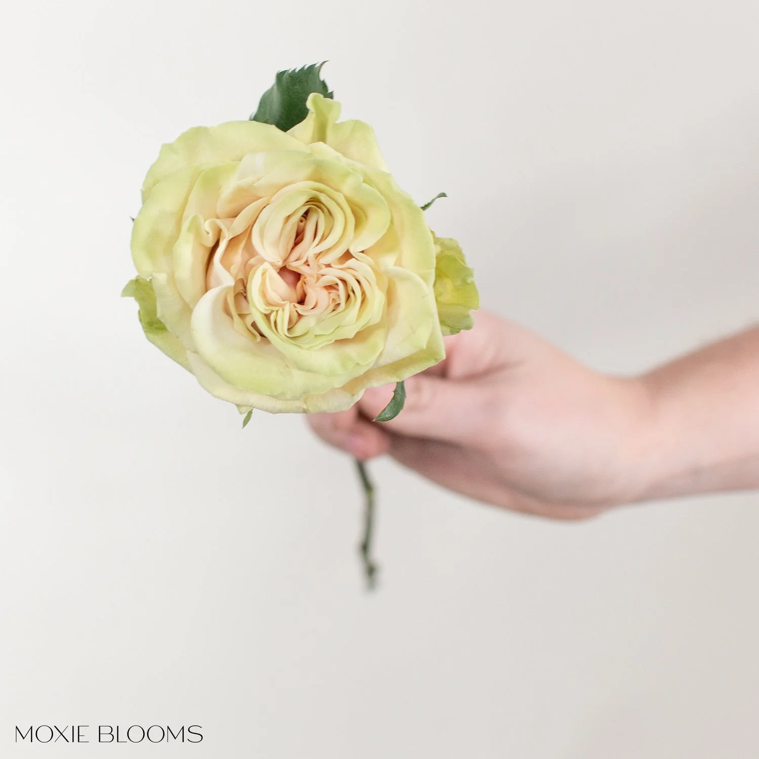 Blush Cream Cute Enigma Roses - Image 10
