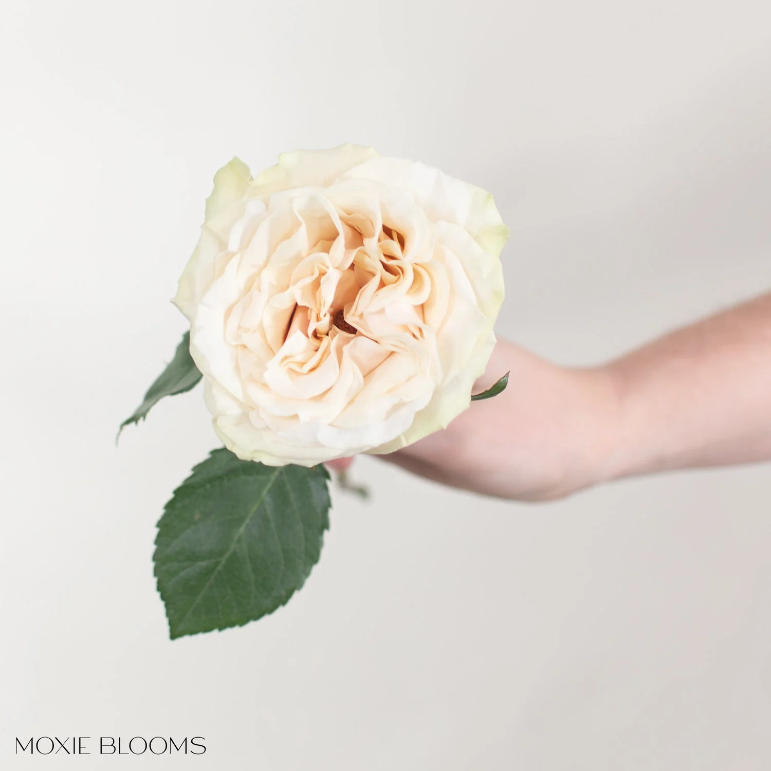 Blush Cream Cute Enigma Roses - Image 11