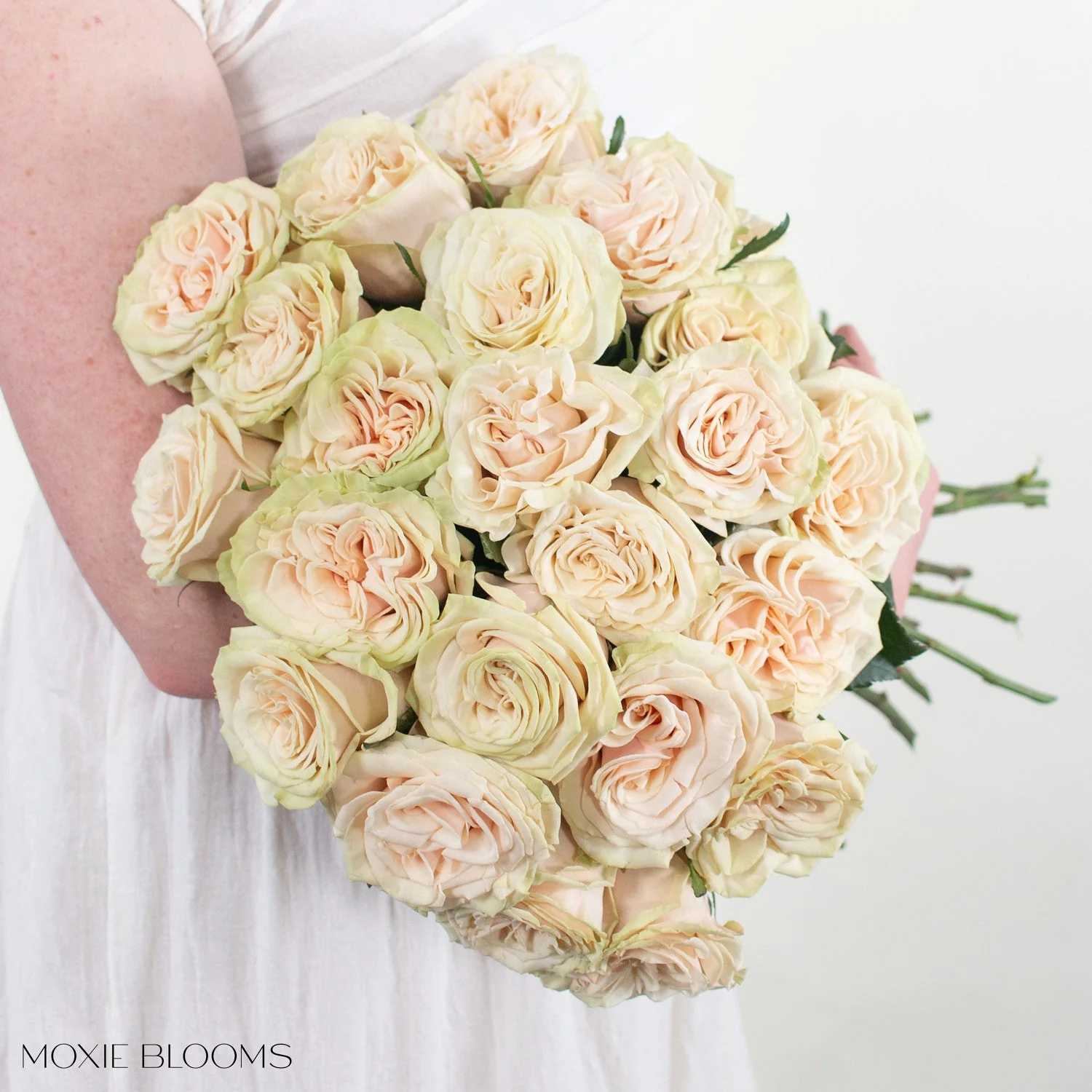 Blush Cream Cute Enigma Roses - Image 3