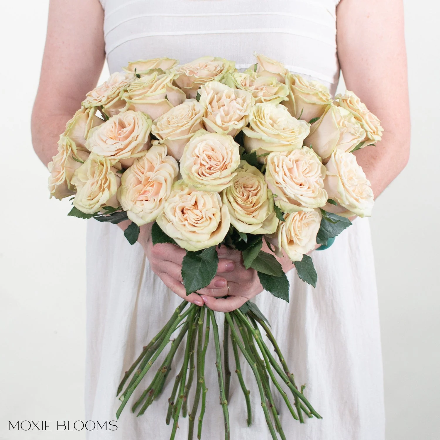 Blush Cream Cute Enigma Roses - Image 4