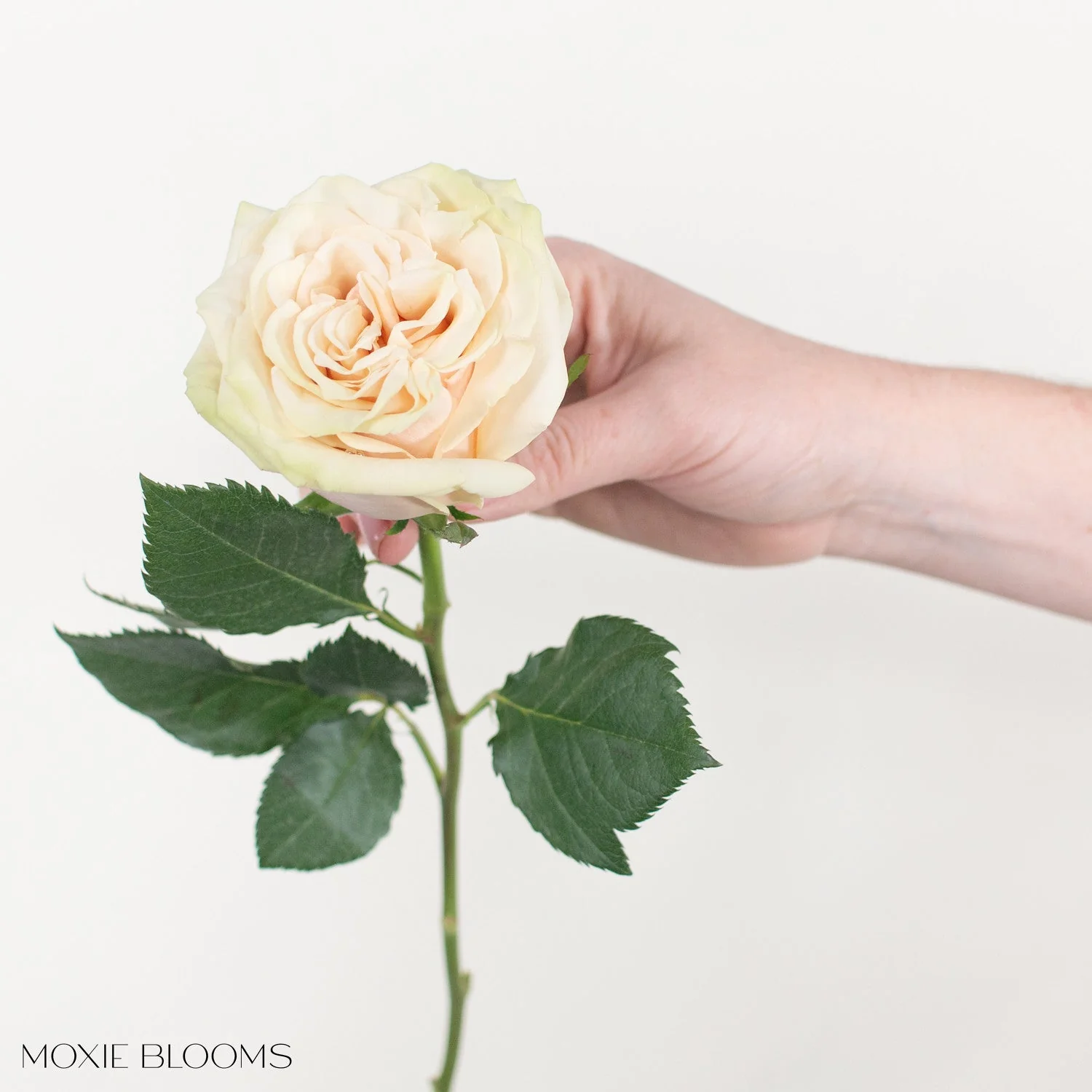 Blush Cream Cute Enigma Roses - Image 6