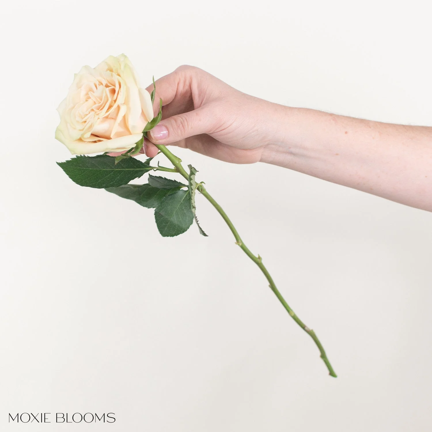 Blush Cream Cute Enigma Roses - Image 7
