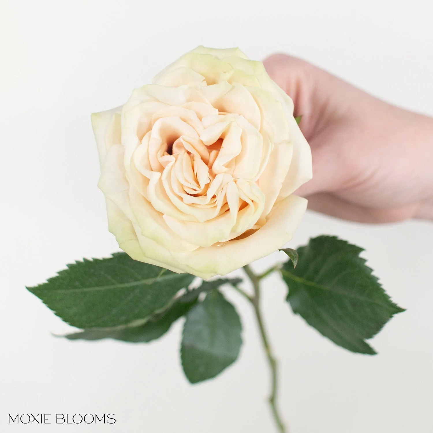 Blush Cream Cute Enigma Roses - Image 8