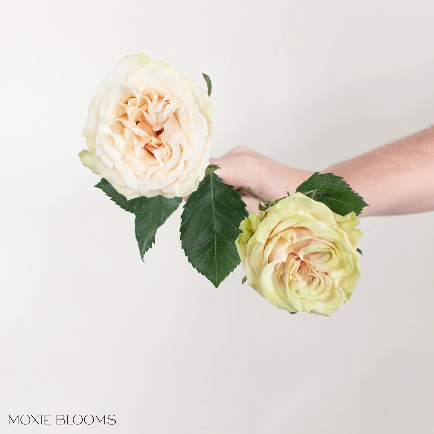 Blush Cream Cute Enigma Roses - Image 9