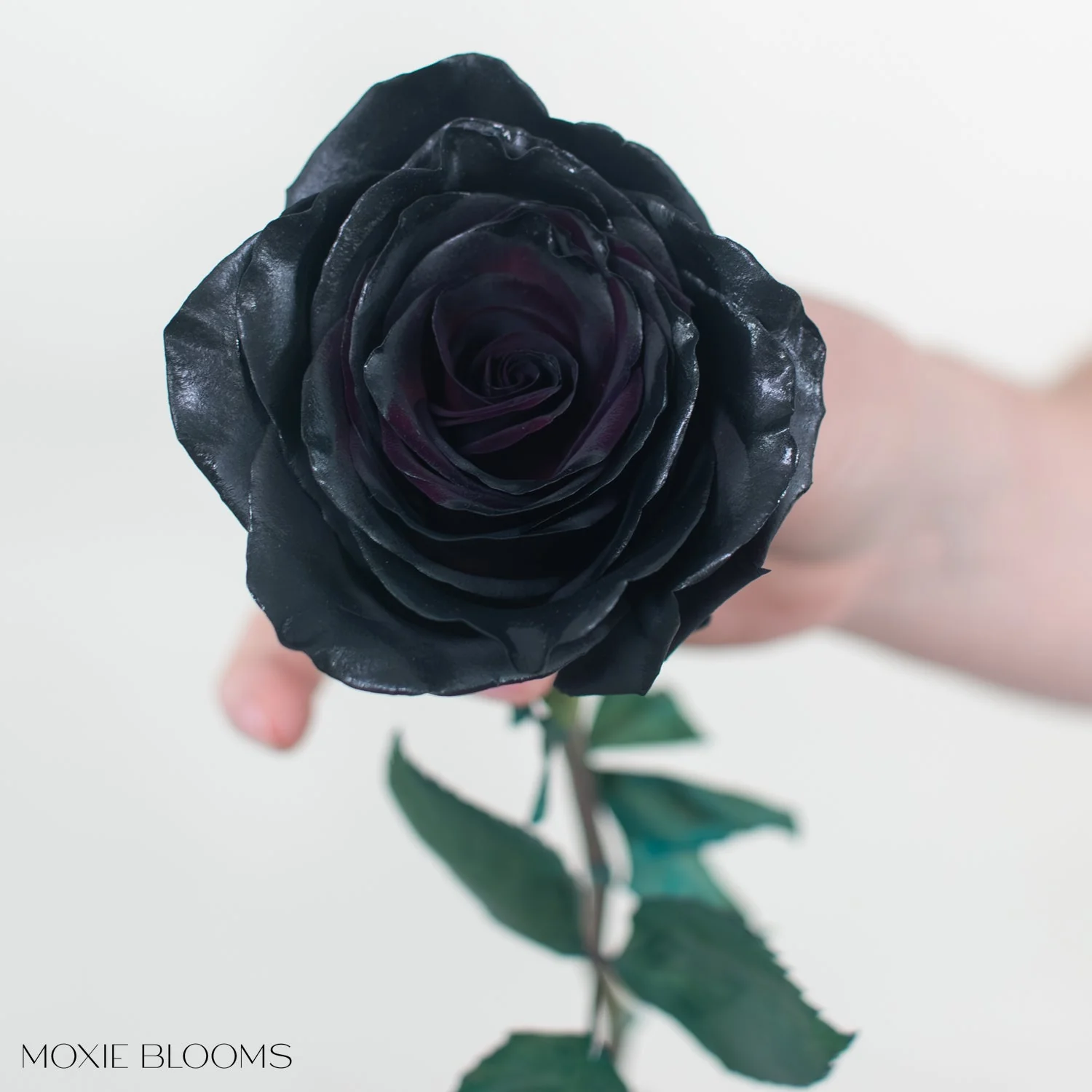 Black Ember Novelty Rose - Image 5