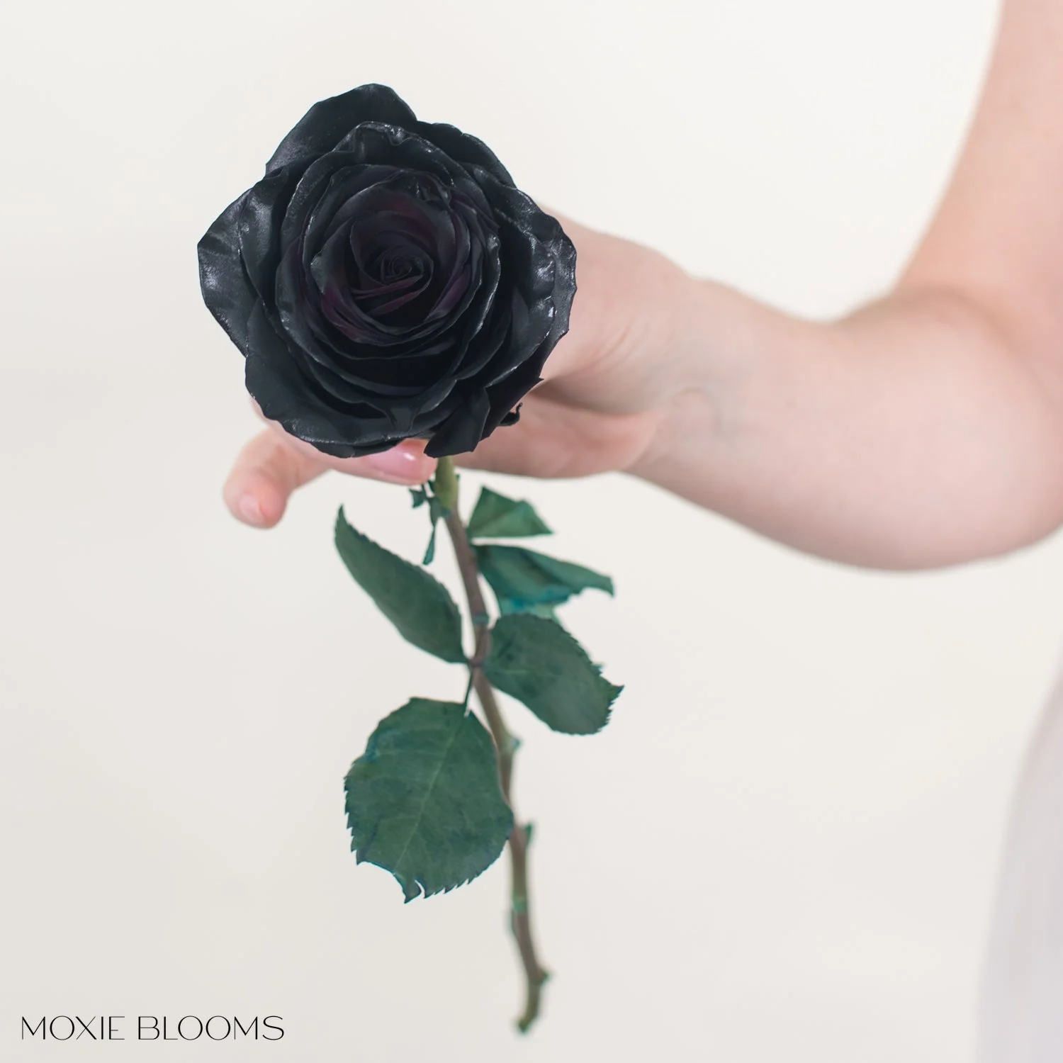 Black Ember Novelty Rose - Image 6