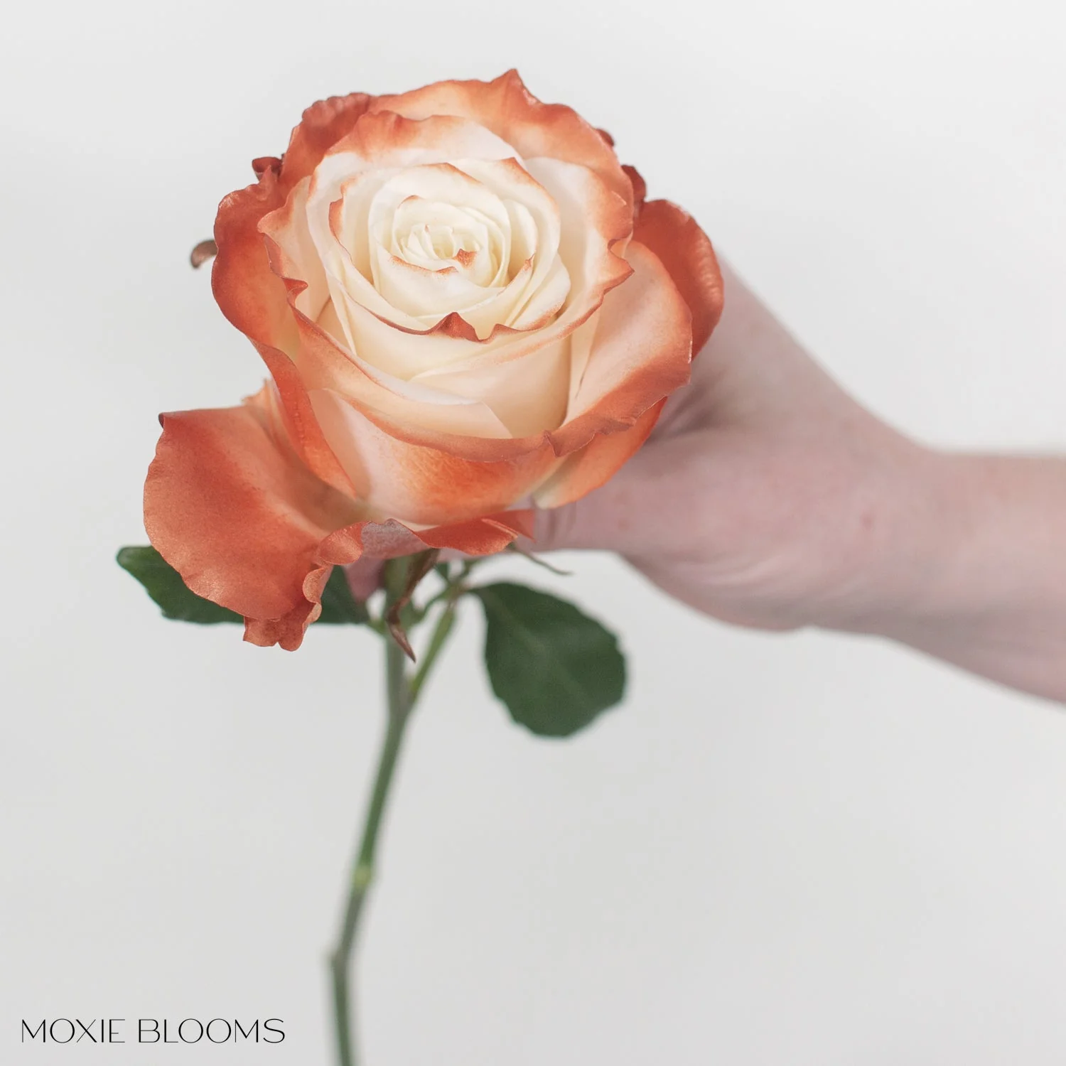 Bronze Ruffle Novelty Rose - Image 8