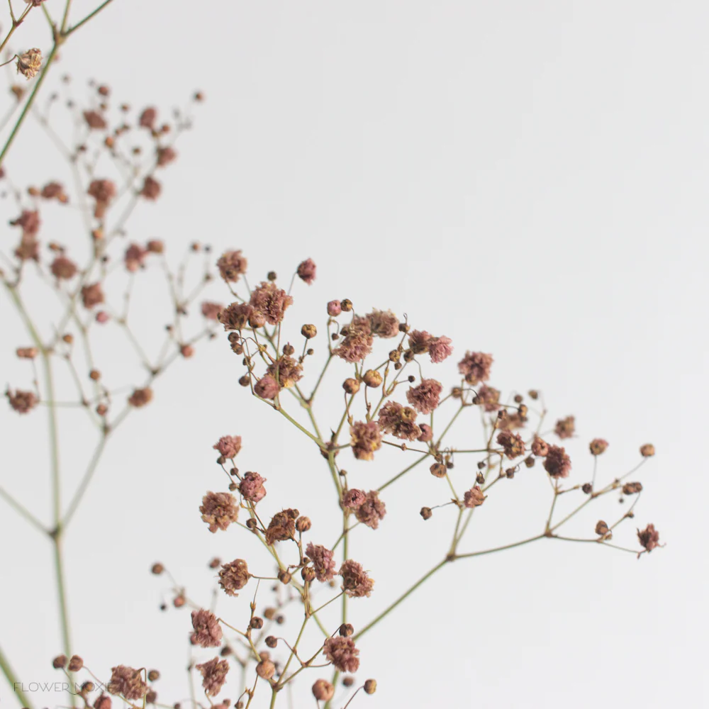 Tinted Terracotta Baby's Breath Flower - Image 3