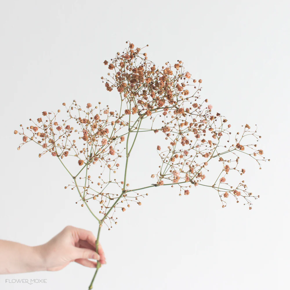 Tinted Terracotta Baby's Breath Flower - Image 4